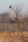 Starved Rock sand mine-eagle