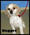 Nugget