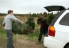The real thing: Natural Christmas trees bring holiday cheer