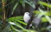 Chicago zoo says 3 rare birds hatched