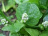 Herbal Healer: What is Malabar spinach?