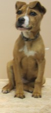 Pets of the week