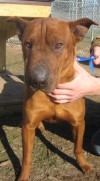 Pets of the week