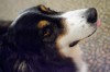 Dog visits hospice patients