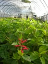 Lake Michigan producers provide exotic and traditional for region's best menus