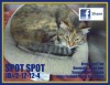 Pets of the week
