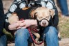 Pit bulls put their best paw forward at Chesterton walk