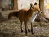 Indiana officials weigh issue of coyote, fox penning