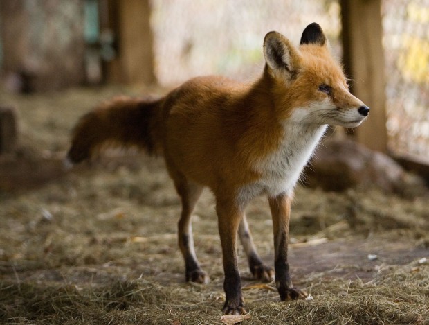 officials coyote, fox weigh issue penning Indiana of officials coyote, fox weigh issue penning Indiana of