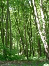 Walks in the park can nurture mental agility