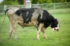 Bull at Porter County Animal Shelter
