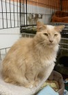 Pets of the week