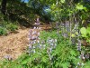 Inland Marsh Trail