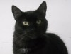 Pets of the week