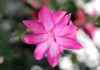 Christmas cacti provide seasonal blooms