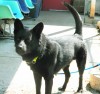 Pet of the week Cosby