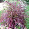Fireworks fountain grass explodes with a blaze of color