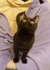 Pets of the week