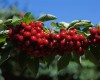 Clusters of Cherries Laden Trees
