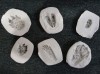 Casting tracks: A great outside activity for kids this spring