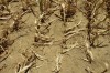 Report: Indiana, Illinois break heat records in 2012