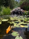 Koi in pond of Kathy Bartley and Amber List