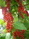 Herbal Healer: What is schisandra?