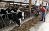 The drought's domino effect may eventually decrease dairy production