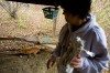 NWI legislator hopes to halt fox, coyote penning with new law