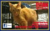 Pets of the week