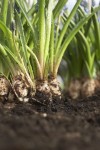 Fall is the time to plant spring flowering bulbs