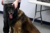 Paws for a Cause