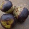 Herbal Healer: What is palmyra palm?