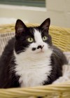 Pet of the week