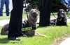 Portage police K-9s now on patrol