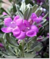 Herbal Healer What is sage?