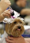 Boarding a pet isn't limited to kennels anymore