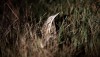 American Bittern
