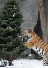 Holiday treats at Brookfield Zoo