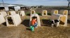 NWI farms face stricter federal rules that ban many tasks for minors