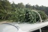 O, tannenbaum! Are you best natural or artificial?