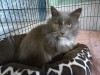 Pets of the week