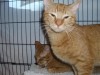 Pets of the week