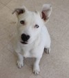 Tyson