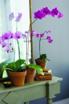 At Home: Creating a stress-free space