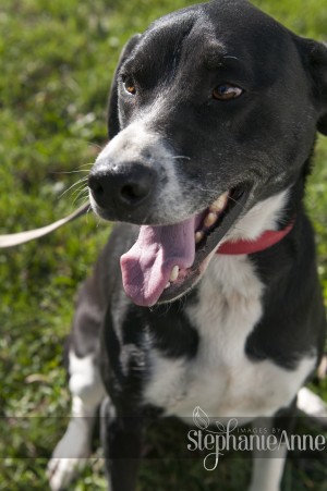Pets of the week