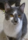 Pets of the week