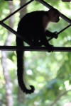 Costa Rica: Journey into the rainforest