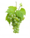 Ruth Ryberg's Wine-Tastings at Bistro Are Back