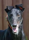 Pets of the week